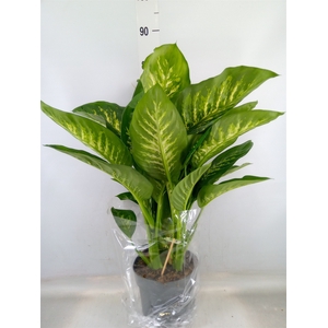 Dieffenbachia seg. 'Reeva'