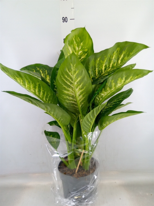 <h4>Dieffenbachia seg. 'Reeva'</h4>