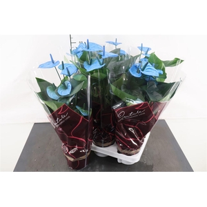 Anthurium 14 Cm. P. Colorz Blue