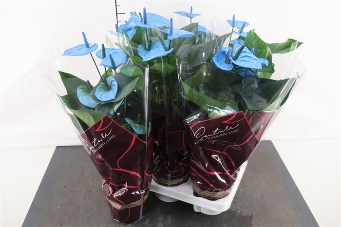 <h4>Anthurium 14 Cm. P. Colorz Blue</h4>