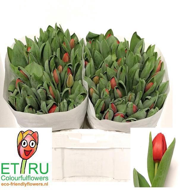 <h4>TU EN ESCAPE</h4>