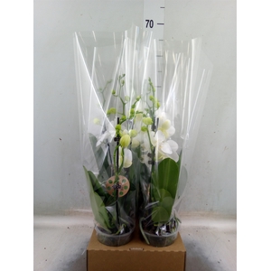 Phalaenopsis   ...