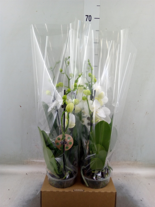 <h4>Phalaenopsis   ...</h4>