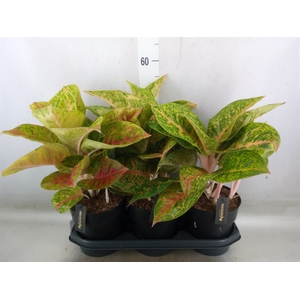 Aglaonema   ...