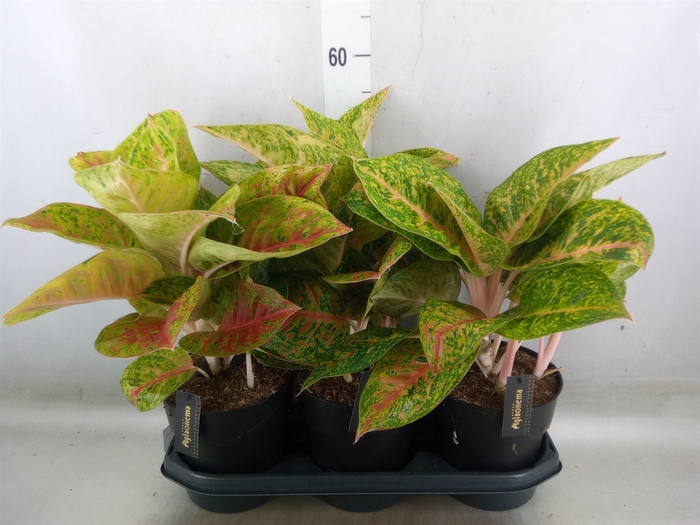 <h4>Aglaonema   ...</h4>