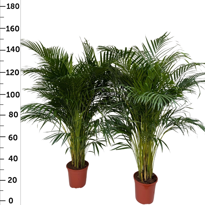 <h4>DYPSIS LUTESCENS</h4>