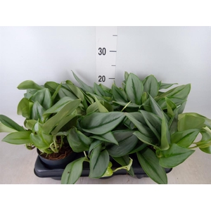 Scindapsus treubii 'Moonlight'