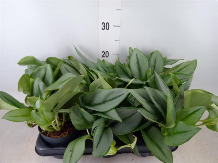 <h4>Scindapsus treubii 'Moonlight'</h4>