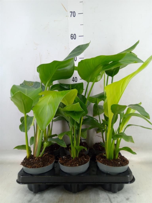 <h4>Strelitzia nicolai</h4>