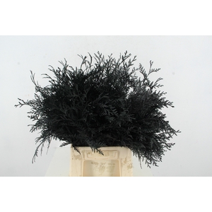 Coniferen Black Per Bunch