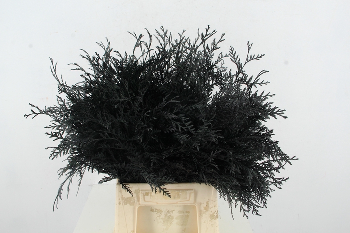 <h4>Coniferen Black Per Bunch</h4>