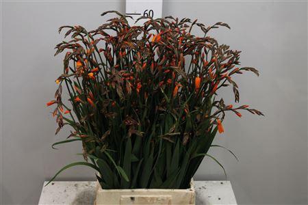 <h4>Crocos Emily Mckenzi</h4>