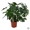 MONSTERA DELICIOSA