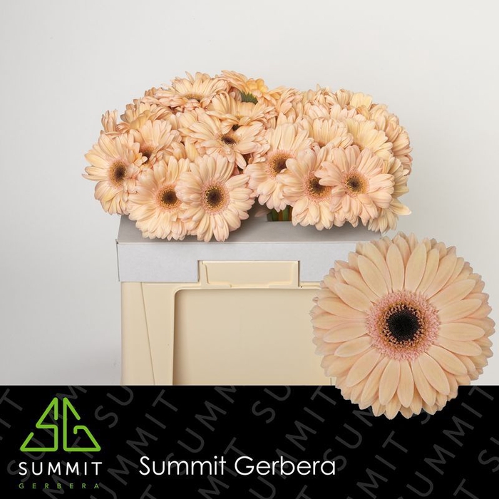 <h4>Gerbera Laureen Water</h4>