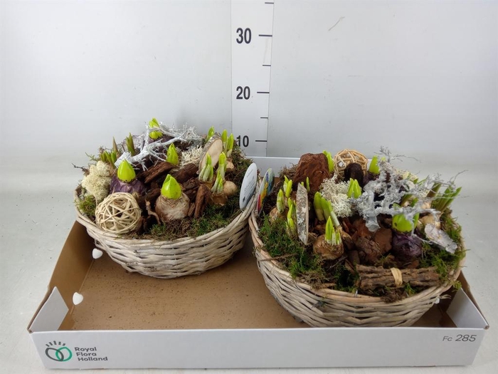 <h4>Arr.   Bol/Knolgewas L%</h4>