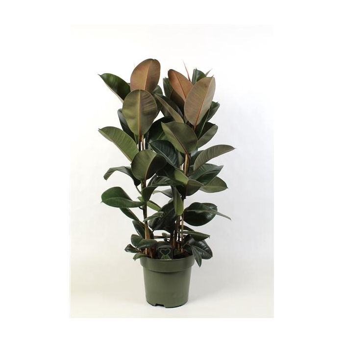 <h4>Ficus elastica Robusta toef 3 stekken pp</h4>