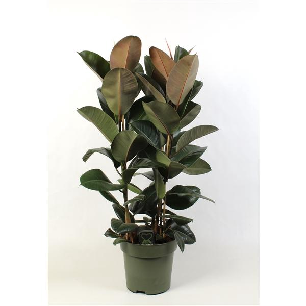 <h4>Ficus elastica Robusta toef 3 stekken pp</h4>