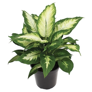 DIEFFENBACHIA CAMILLA P17