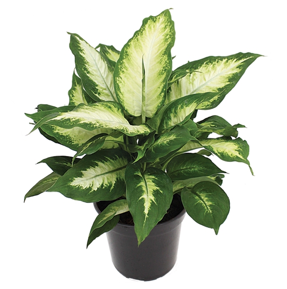 <h4>DIEFFENBACHIA CAMILLA P17</h4>