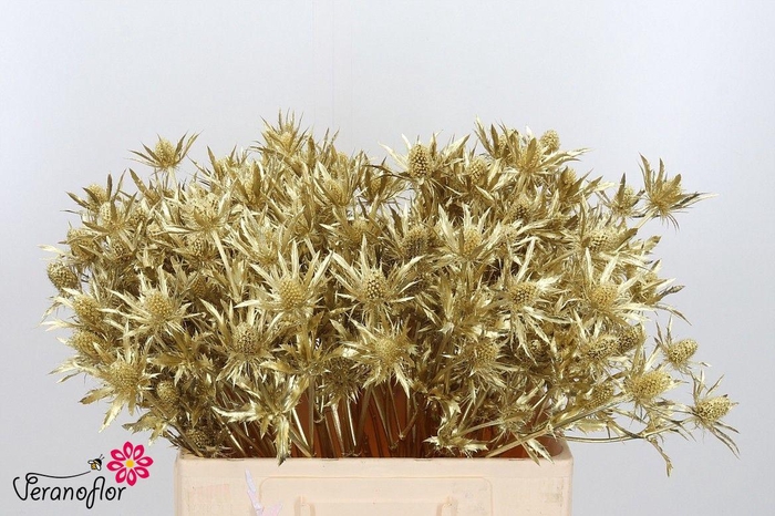 <h4>ERYN DOBIDA KLB H%</h4>