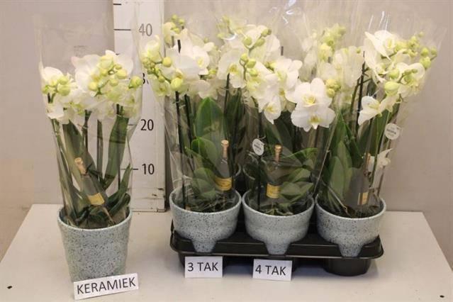 <h4>ARR PHAL MT</h4>