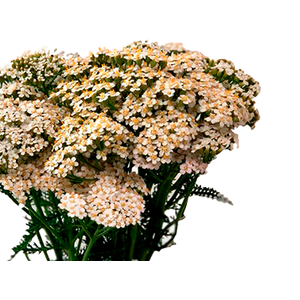 ACHILLEA MILLEFOLIUM BRANCA 060 CM