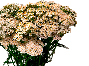 <h4>ACHILLEA MILLEFOLIUM BRANCA 050 CM</h4>