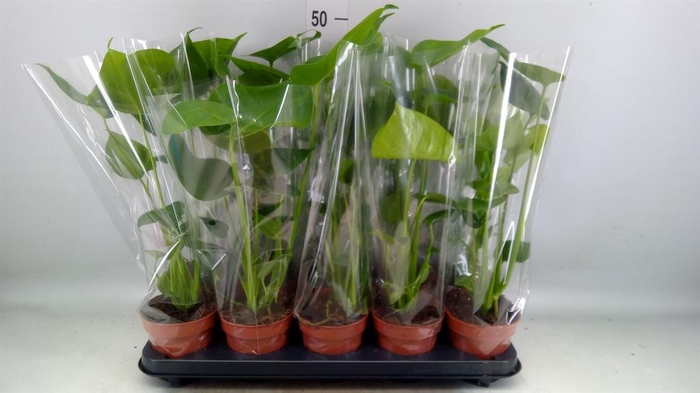 <h4>Monstera delic.</h4>