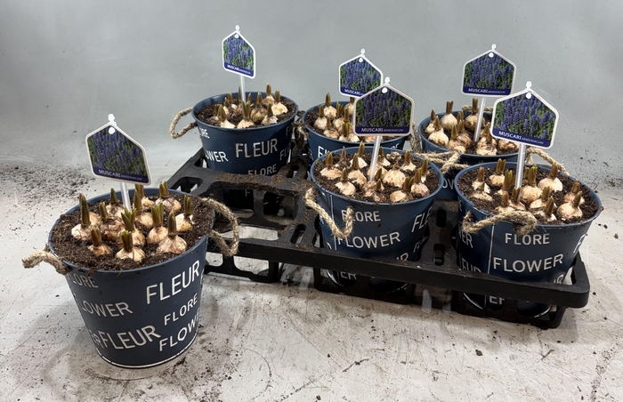 <h4>ARR MUSCARI</h4>