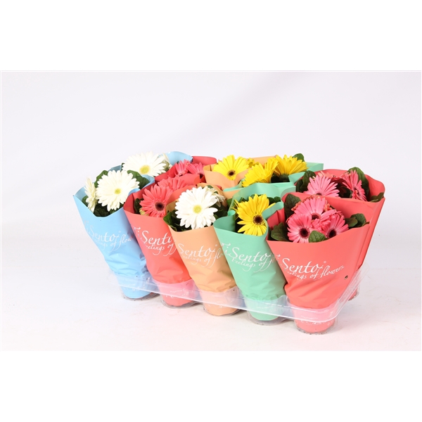 <h4>Tisento gerbera mix 12cm</h4>