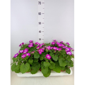 Pericallis cr. 'Mandala Rose Charm'