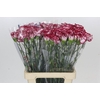 Dianthus St Bacarat