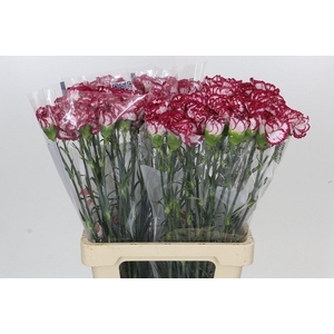 Dianthus St Bacarat