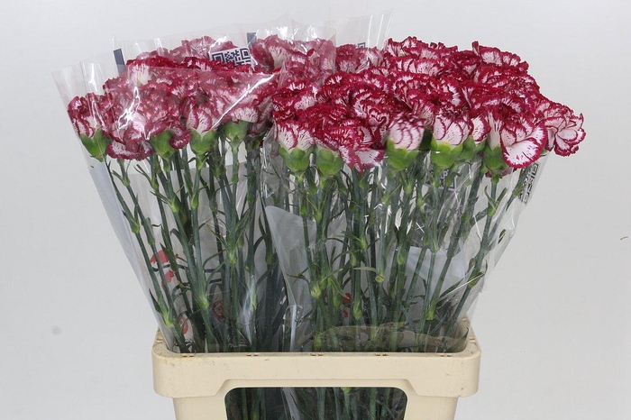 <h4>Dianthus St Bacarat</h4>