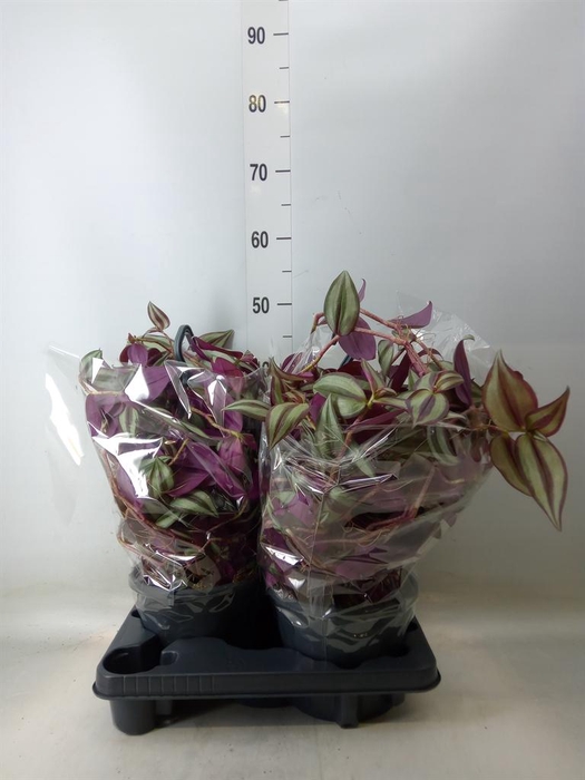 <h4>Tradescantia zebr.</h4>