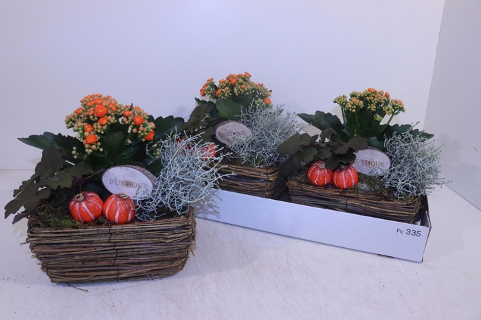 <h4>ARR TUINPLANTEN</h4>
