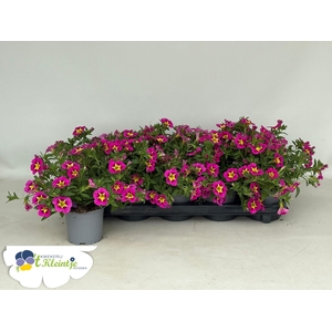 CALIB CA DARK ROSE