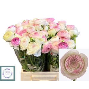 RANUNCULUS OV