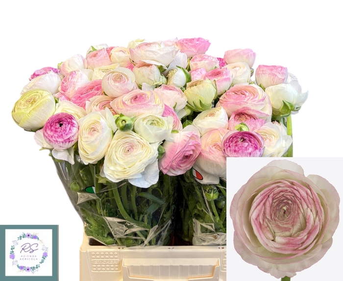 <h4>RANUNCULUS OV</h4>