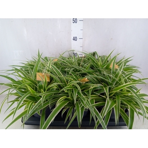 Chlorophytum com. 'Ocean'