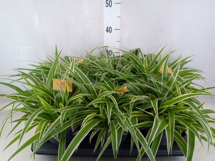 <h4>Chlorophytum com. 'Ocean'</h4>