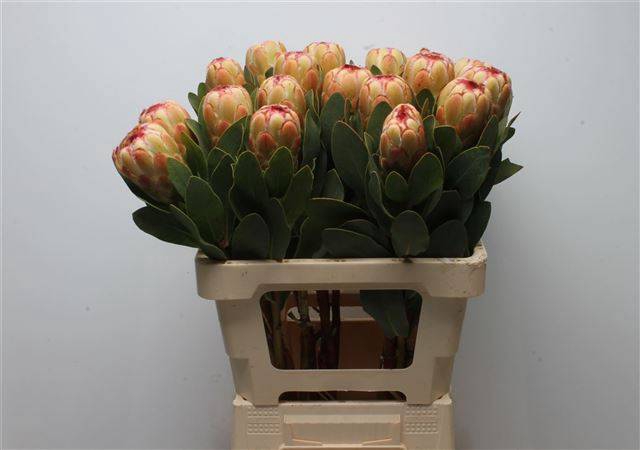 <h4>PROTEA GRANDICOLOR</h4>