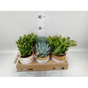 Succulents   ...
