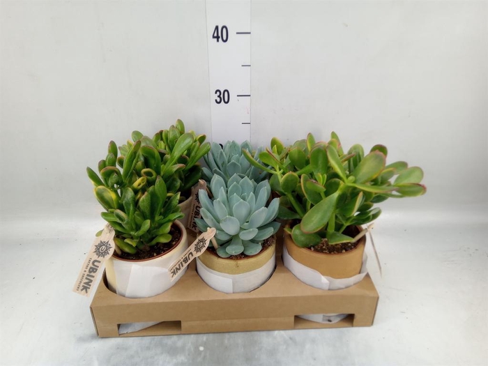 <h4>Succulents ...</h4>