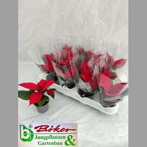 EUPHOR PULCHERRIM OV