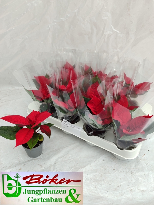 <h4>EUPHOR PULCHERRIM OV</h4>