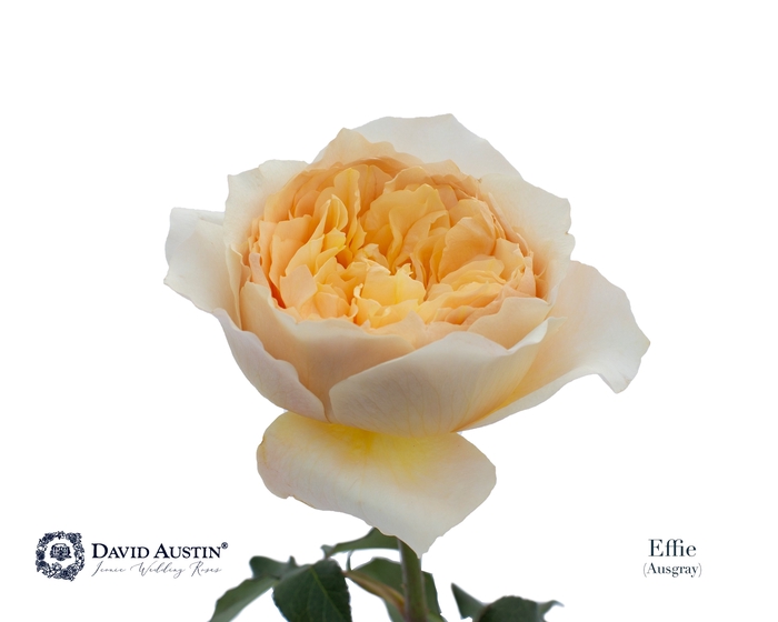 <h4>Rosa David Austin Effie</h4>