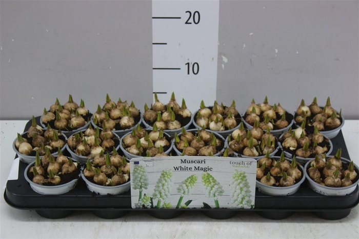 <h4>Muscari White Magic</h4>