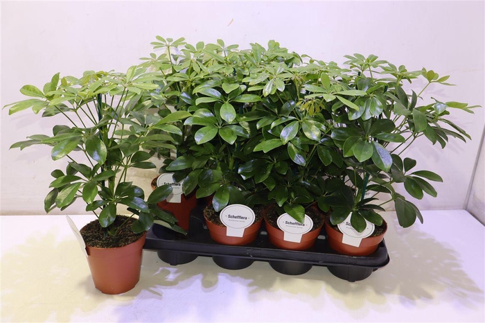 <h4>arr8 Schef Ar Nora</h4>