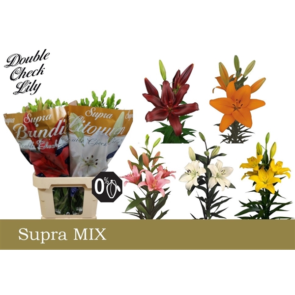 <h4>Li La Mix In Bucket Supra Double Check</h4>